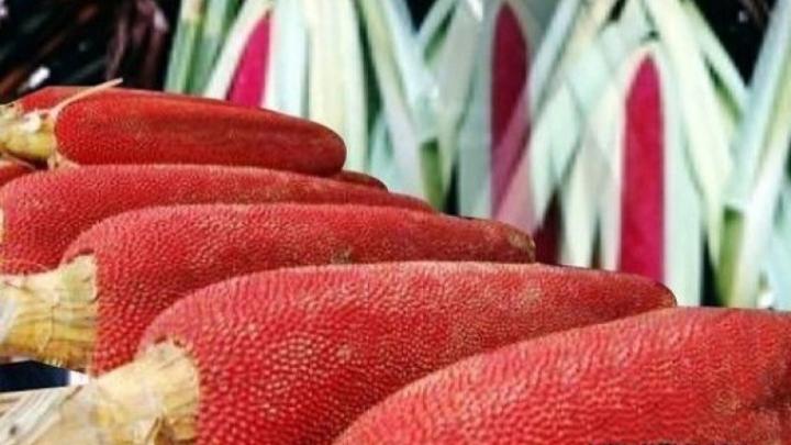 Keanekaragaman Hayati Buah Merah untuk Mengobati Kanker